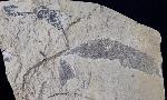Quercus rhenana (KRAUSEL & WEYLAND 1950) - Bild © FossNet FossilienStore